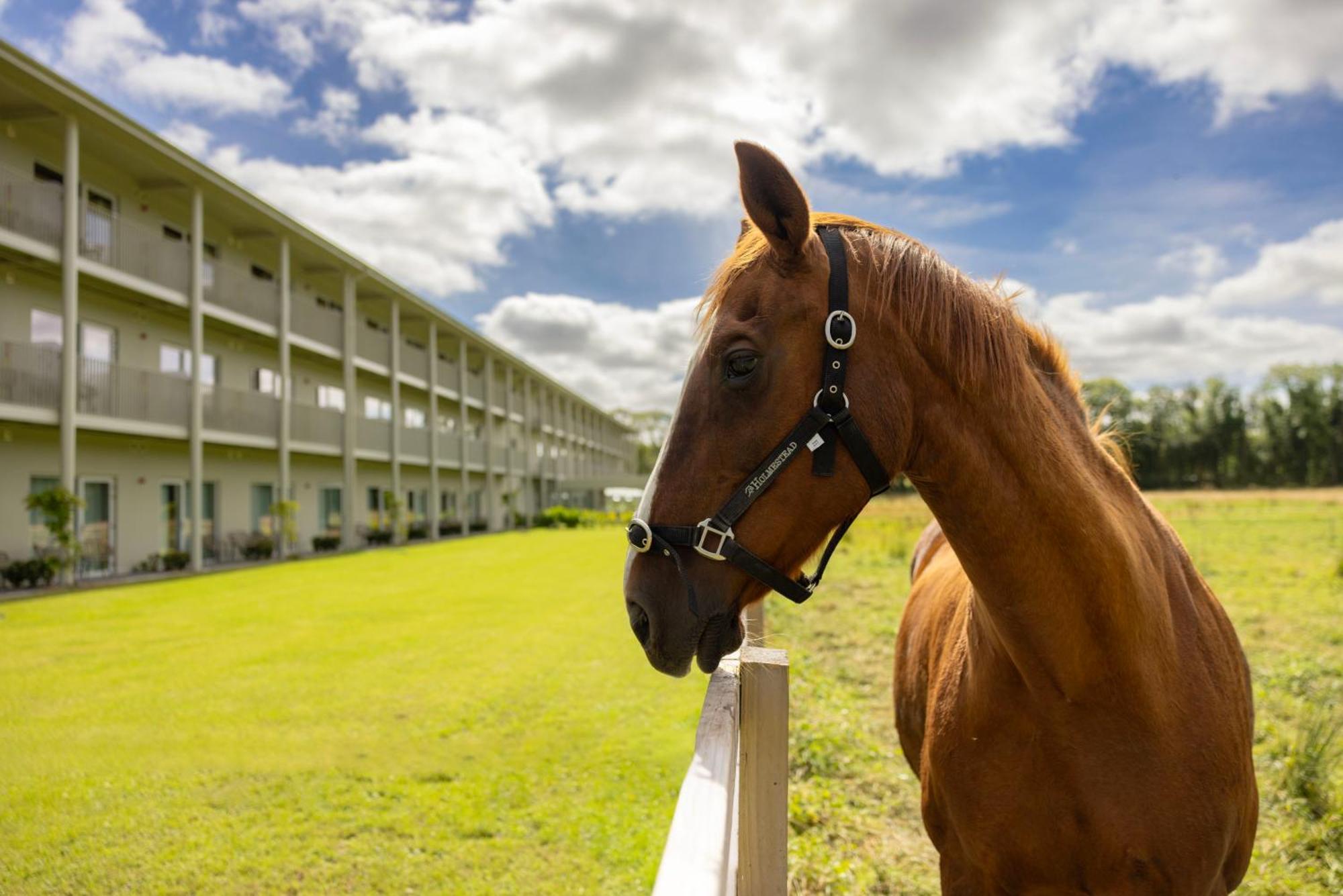 The Club Hotel At Goffs Naas Exteriér fotografie
